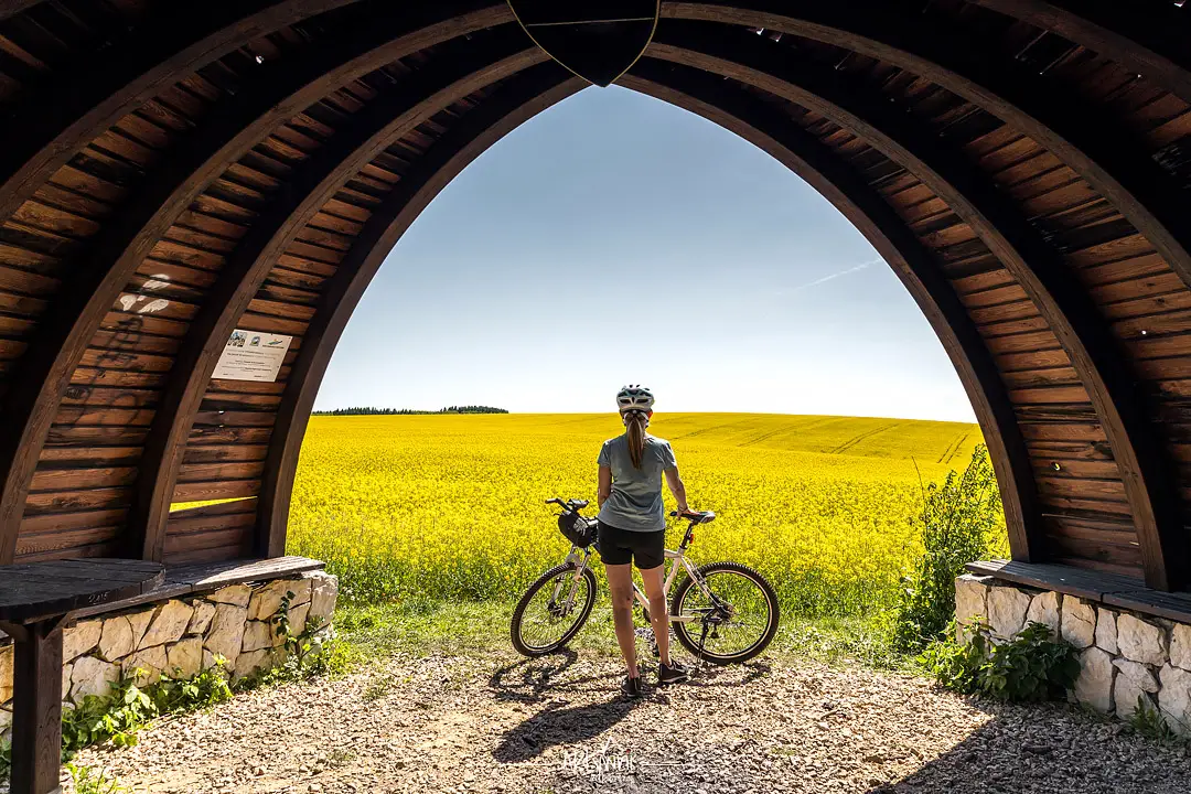 Rowerowy Szlak Orlich Gniazd - pola rzepaku, wiata